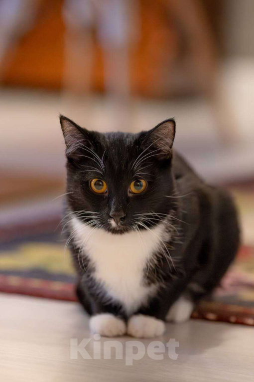 Кошки в Москве: Котик Фрасимах ищет маму и папу.  Мальчик, Бесплатно - фото 3