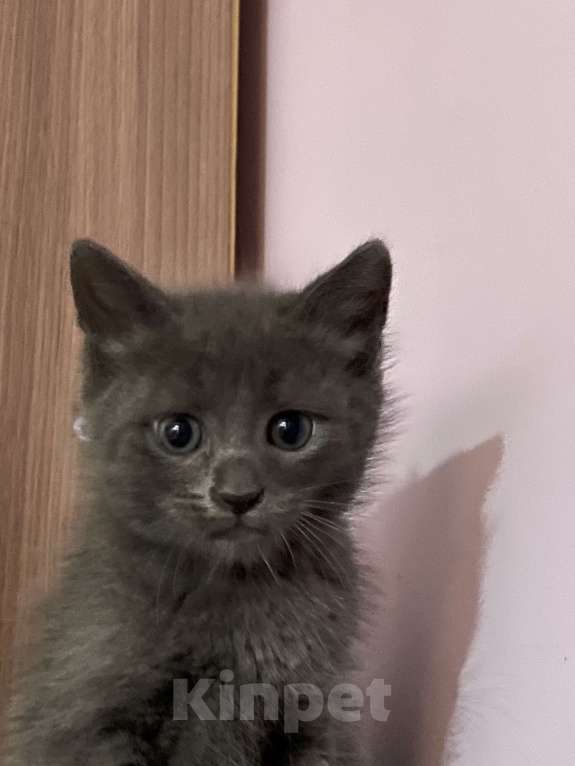 Кошки в других городах Калужской области: Пудрик Мальчик, Бесплатно - фото 2