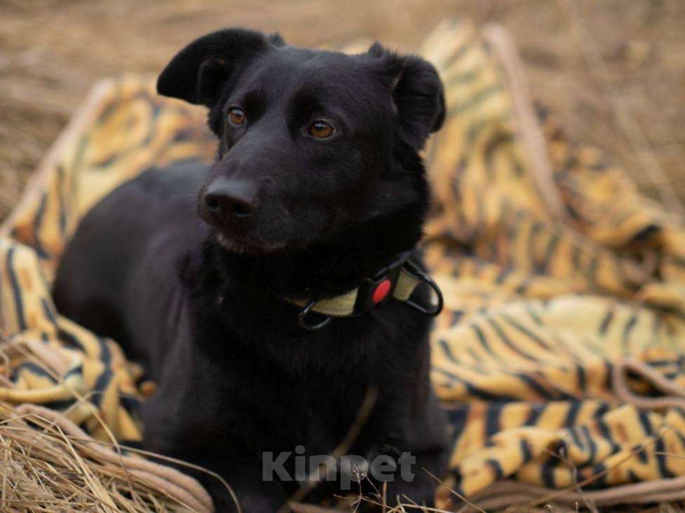 Собаки в Москве: Черника ищет свой дом  Девочка, Бесплатно - фото 1