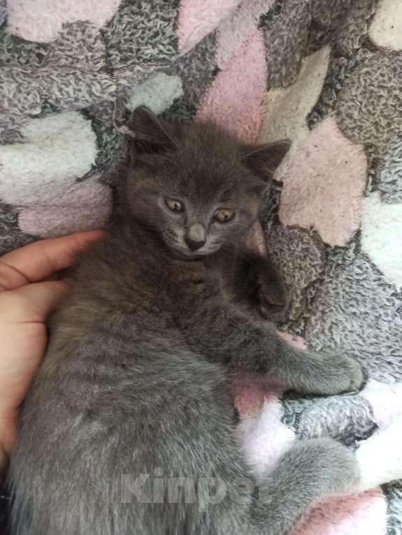 Кошки в Пятигорске: Котята в добрые руки Мальчик, Бесплатно - фото 7