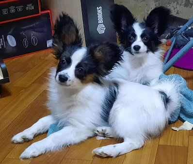 шустрая Бианка