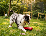 Собаки в Москве: Голубоглазый мальчик аусси голубой мрамор с хвостиком Мальчик, 90 000 руб. - фото 3