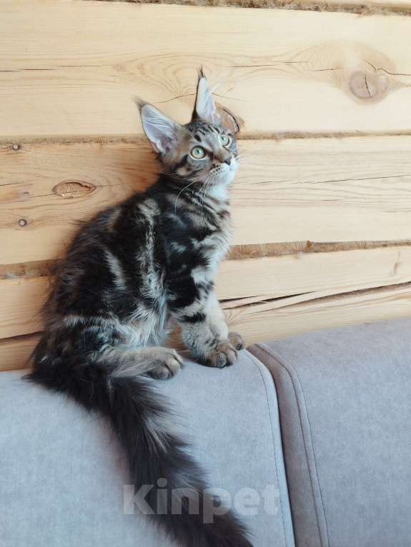 Кошки в Чите: Продается котенок мейнкун Мальчик, 30 000 руб. - фото 2