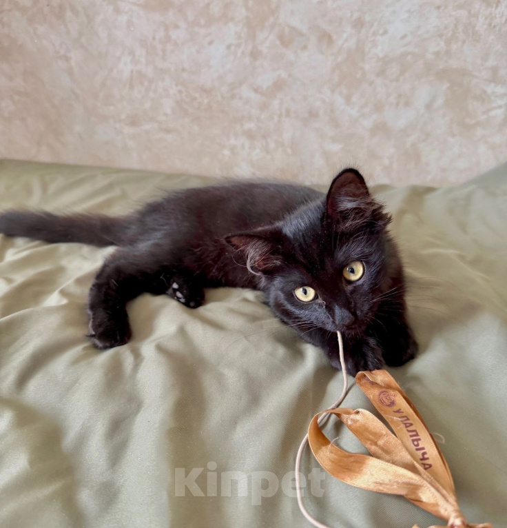 Кошки в Москве: Котенок Бегемот ищет дом Мальчик, Бесплатно - фото 6