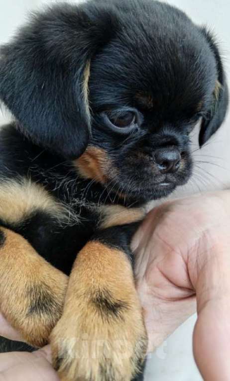 Собаки в Туле: Щенки метисы Мальчик, 14 999 руб. - фото 3