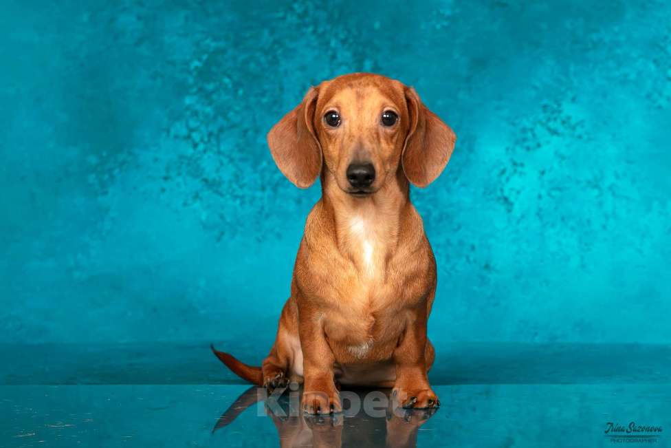 Собаки в Королеве: Такса взрослый пес Мальчик, 30 000 руб. - фото 1