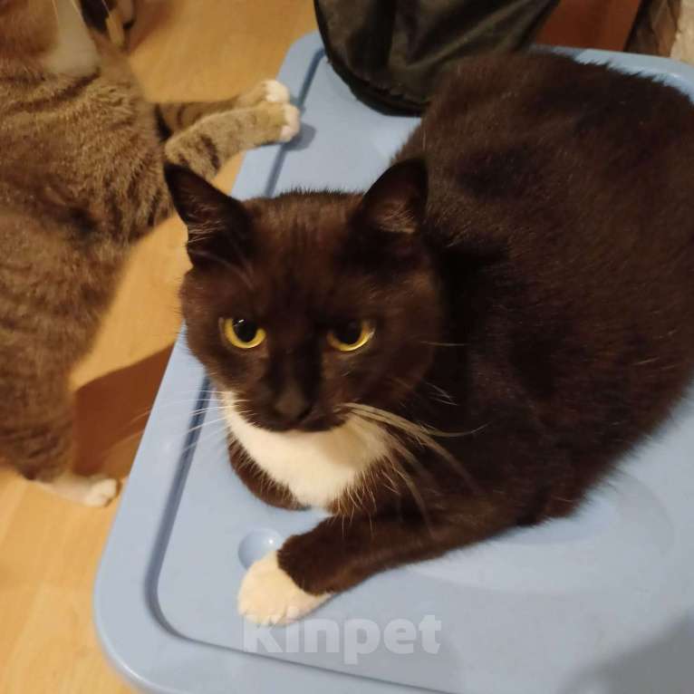 Кошки в Москве: Толстячок Тёма - котик для сибаритов Мальчик, 1 руб. - фото 2