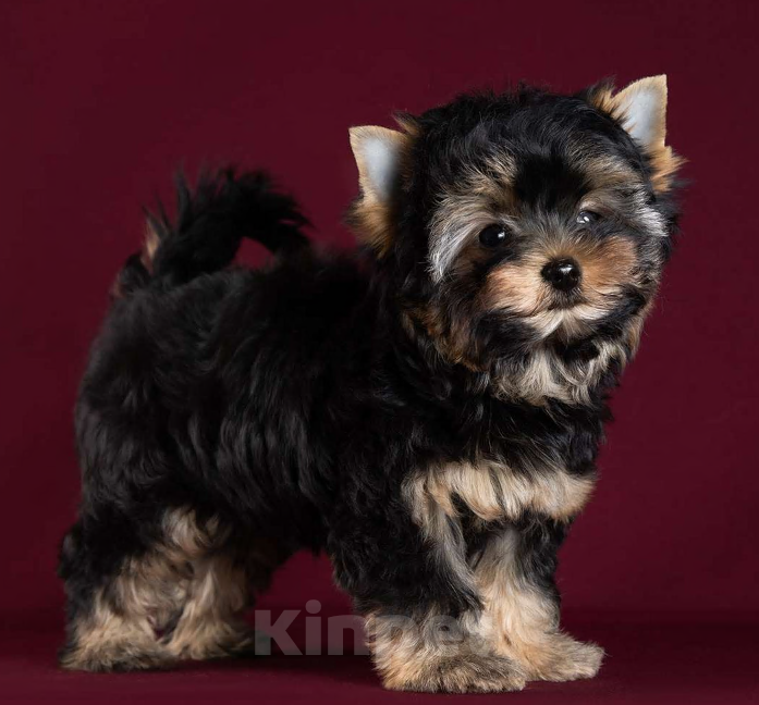 Собаки в Балашихе: Олик Мальчик, 35 000 руб. - фото 2