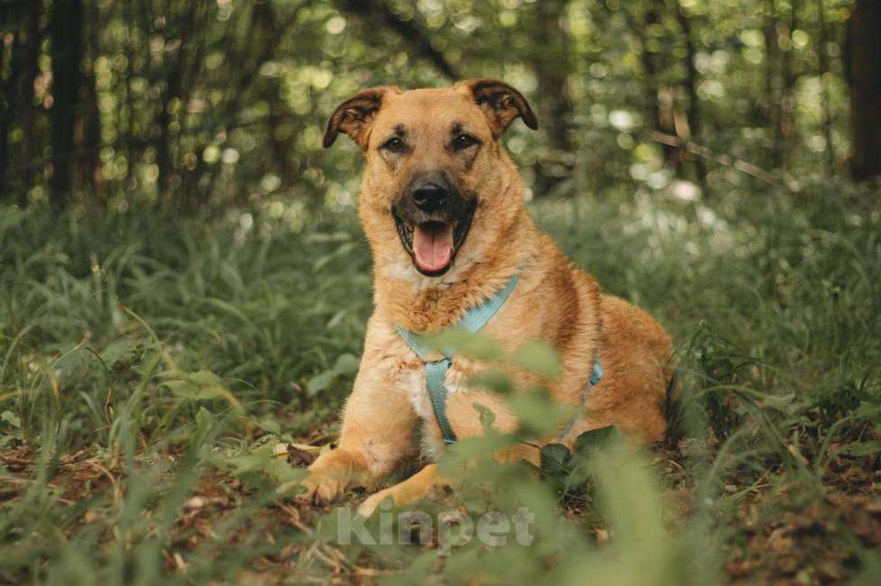 Собаки в Москве: Тилль ищет дом Мальчик, Бесплатно - фото 2