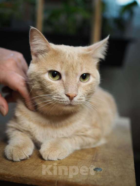 Кошки в Люберцах: Котик Арчи в поисках дома Мальчик, Бесплатно - фото 6