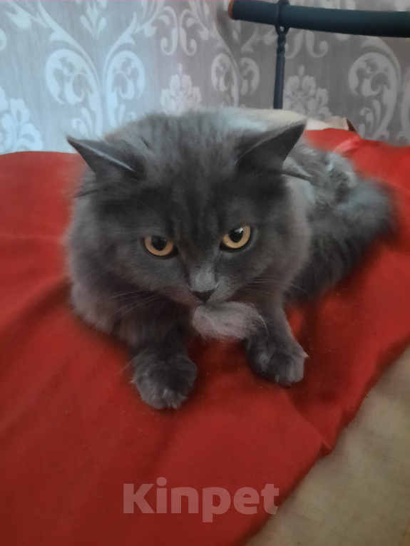Кошки в Екатеринбурге: Отдам кота в добрые руки Мальчик, Бесплатно - фото 5