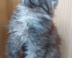 Кошки в Электростали: Котята мейн-кун  Мальчик, 45 000 руб. - фото 5