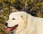 Собаки в Красноярске: Вязка, 35 000 руб. - фото 2