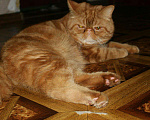 Кошки в Микуне: Экзот для вязки, 2 500 руб. - фото 2