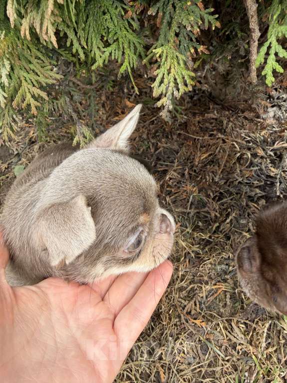 Собаки в Ижевске: Щенок чихуахуа Мальчик, 65 000 руб. - фото 6