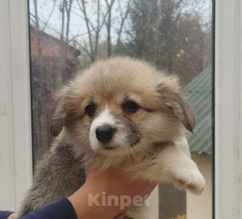 Собаки в Москве: Девочка вельш корги пемброк Девочка, 80 000 руб. - фото 4