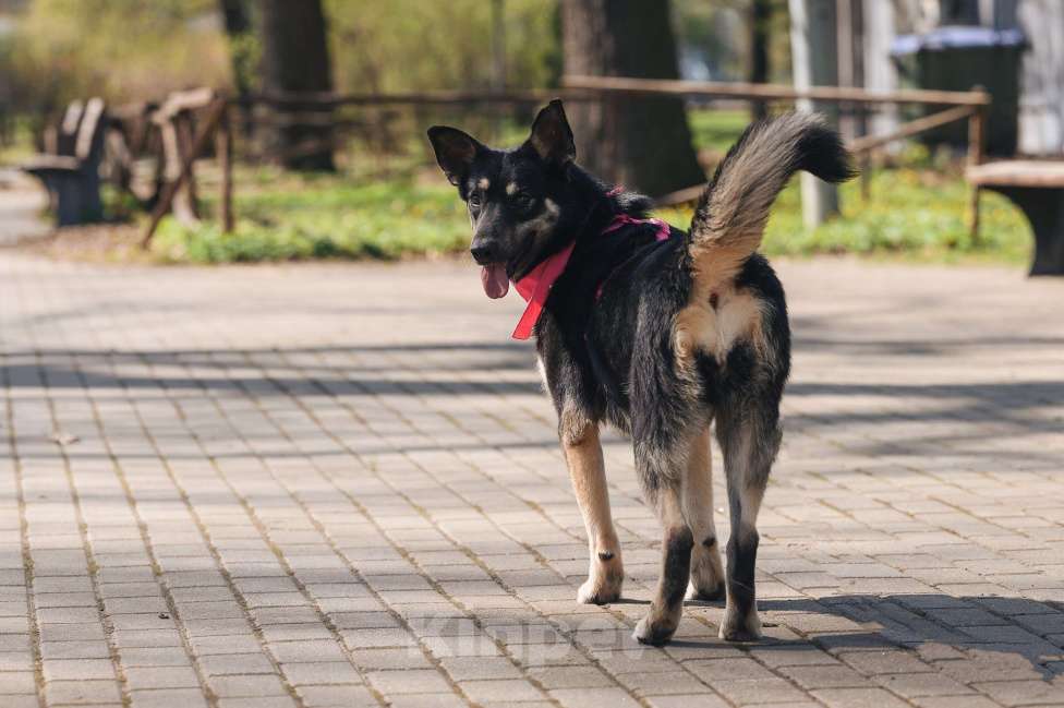 Собаки в Москве: Нежная Нуара в поисках дома Девочка, Бесплатно - фото 3