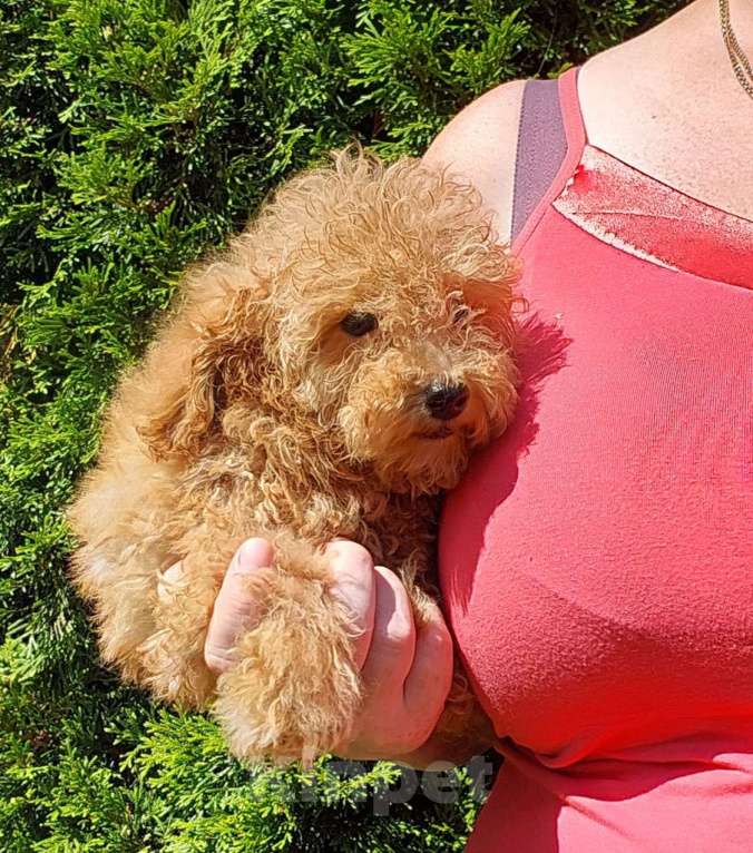 Собаки в Туле: Девочка той-пудель Девочка, 50 000 руб. - фото 2