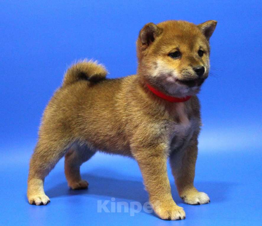 Собаки в Москве: Щенки сиба ину Девочка, 40 000 руб. - фото 2