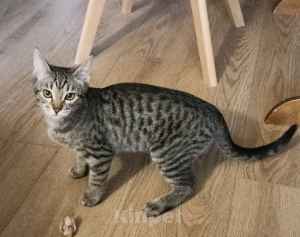 Кошки в Москве: Девочка-подросток Девочка, Бесплатно - фото 9