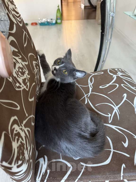 Кошки в Ставрополе: Мальчики пушистики Мальчик, 10 руб. - фото 8