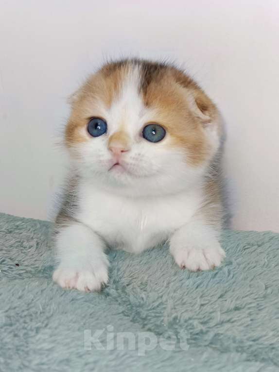 Кошки в Москве: Гаëн Девочка, 40 000 руб. - фото 3