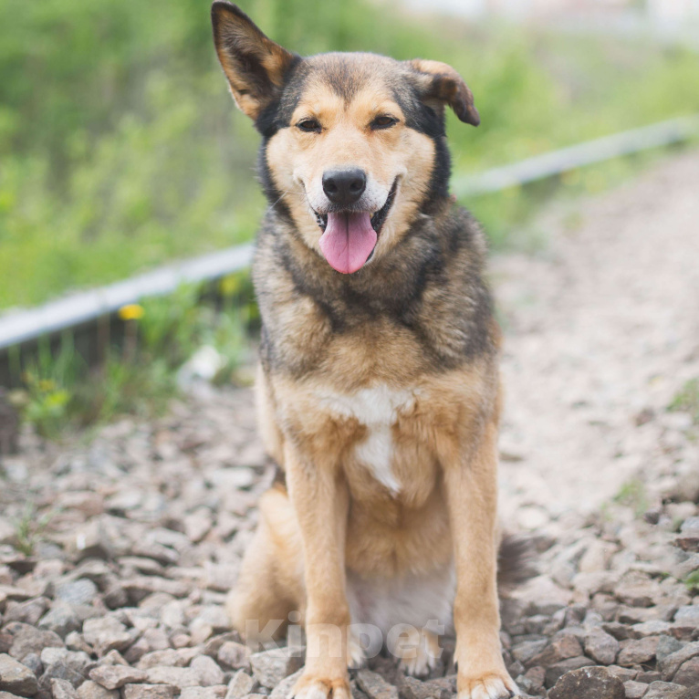 Собаки в Москве: Харли Девочка, Бесплатно - фото 4
