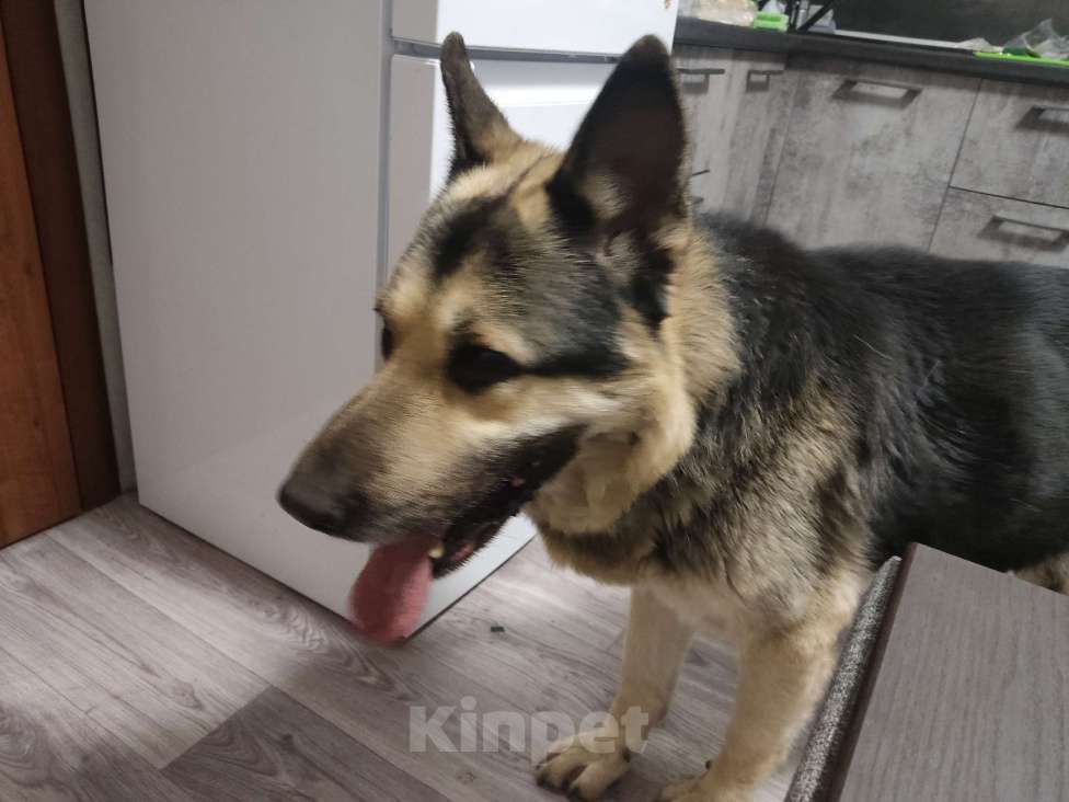 Собаки в Ставрополе: Найдена немецкая овчарка, г Ставрополь, кобель Мальчик, Бесплатно - фото 2