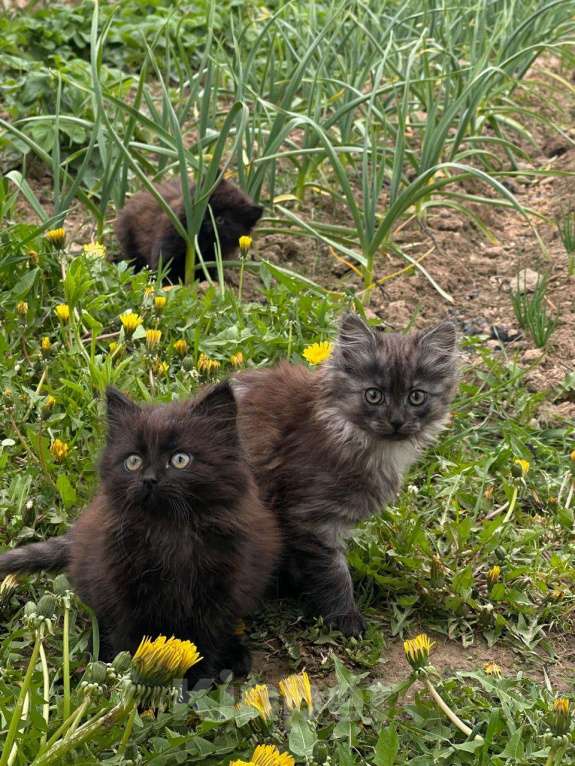 Кошки в Москве: Котята в добрые руки (Сибирская + Мейн кун + Лесная) Девочка, Бесплатно - фото 1