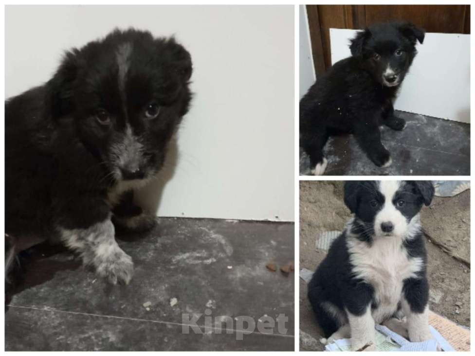 Собаки в других городах Московской области: малышки из Волгограда Девочка, Бесплатно - фото 3