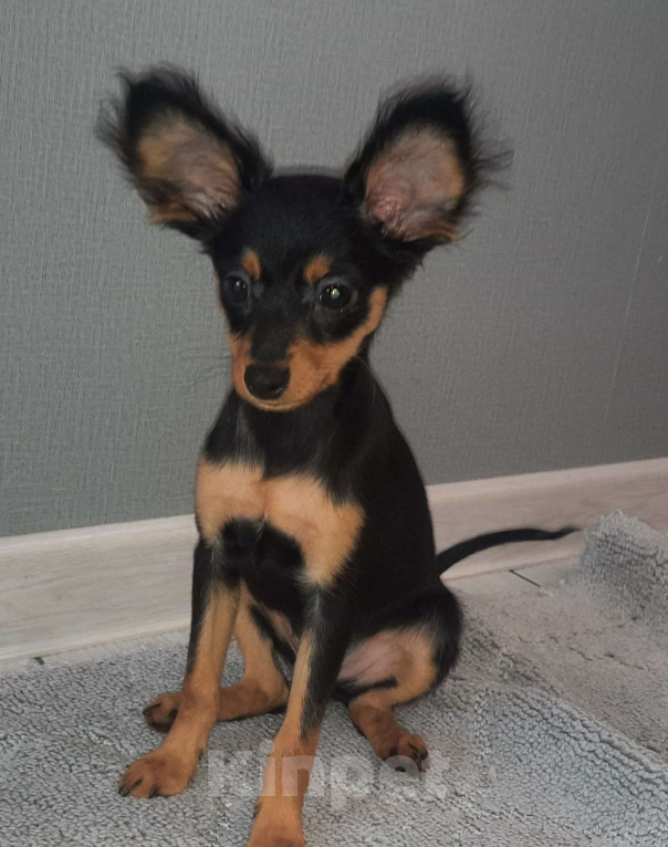 Собаки в Новосибирске: Девочка Урсулина Девочка, 69 000 руб. - фото 1