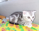 Кошки в Зеленодольске: Продам Девочка, 3 000 руб. - фото 1