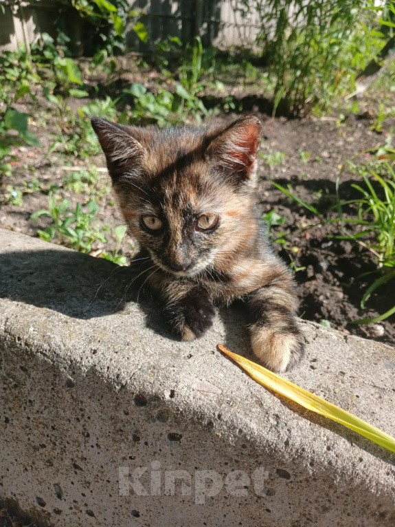 Кошки в других городах Ставропольского края: Отдам котенка в добрые руки Девочка, Бесплатно - фото 2