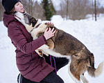 Собаки в Москве: Собака-позитив, добрая, ласковая Груня ищет дом Девочка, Бесплатно - фото 3