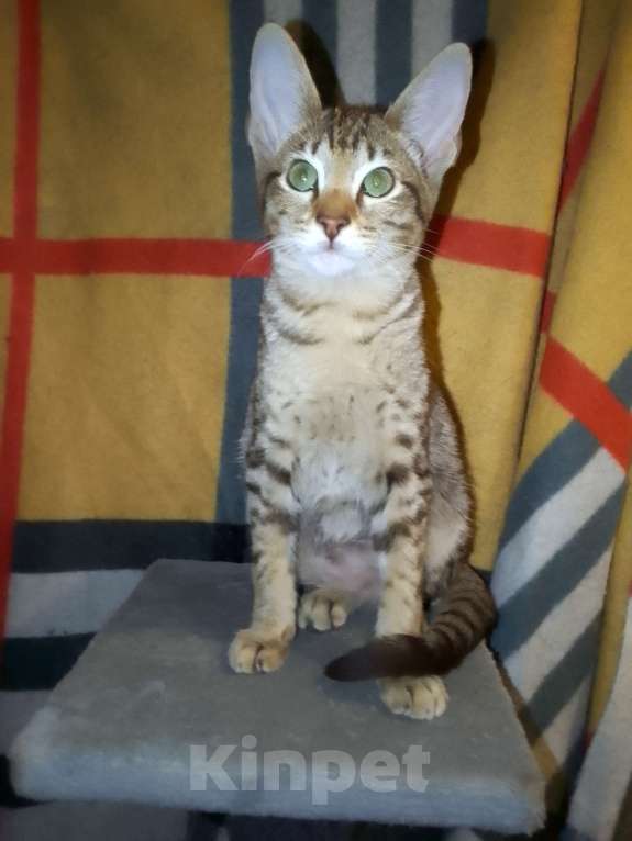 Кошки в Москве: Ориентальные котята  Девочка, 15 000 руб. - фото 10