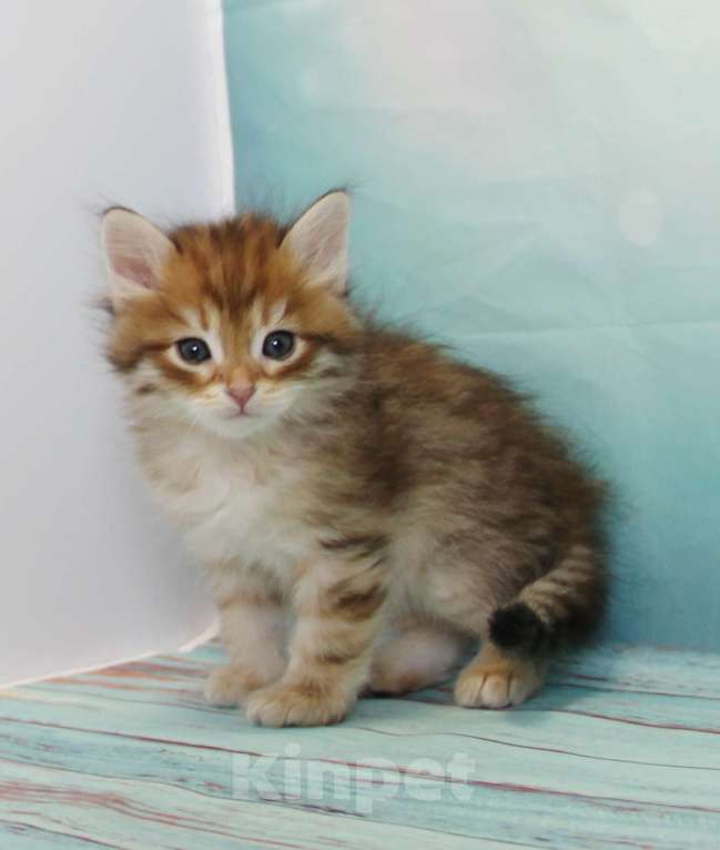Кошки в Екатеринбурге: Мальчик Энгельс Мальчик, 45 000 руб. - фото 1