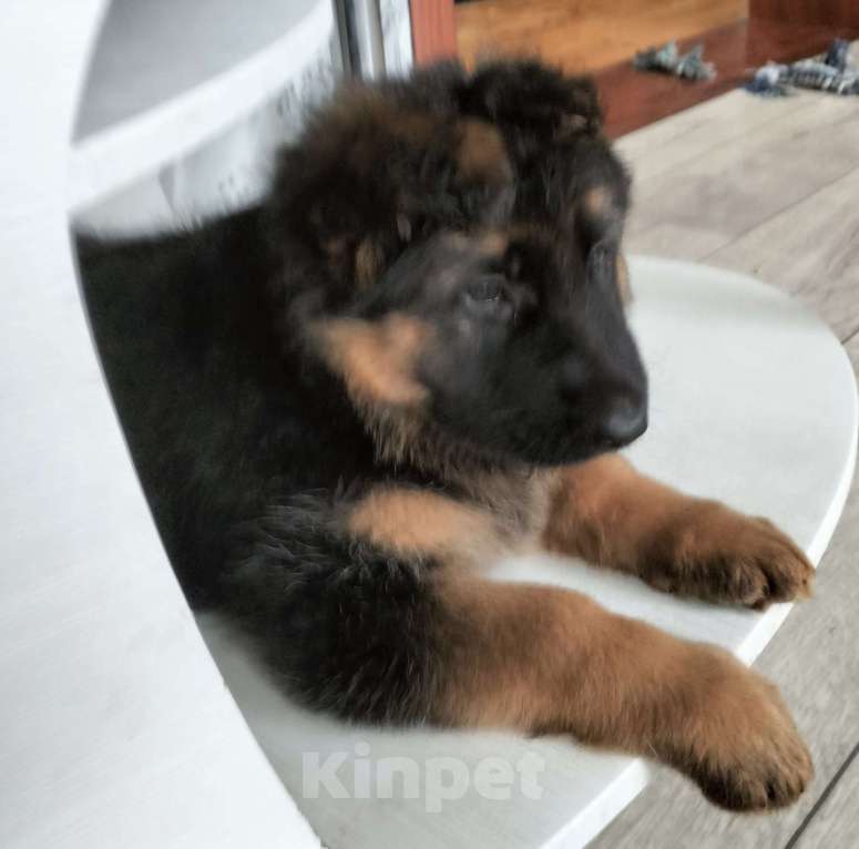 Собаки в других городах Красноярского края: Девочка Айка Девочка, 40 000 руб. - фото 4