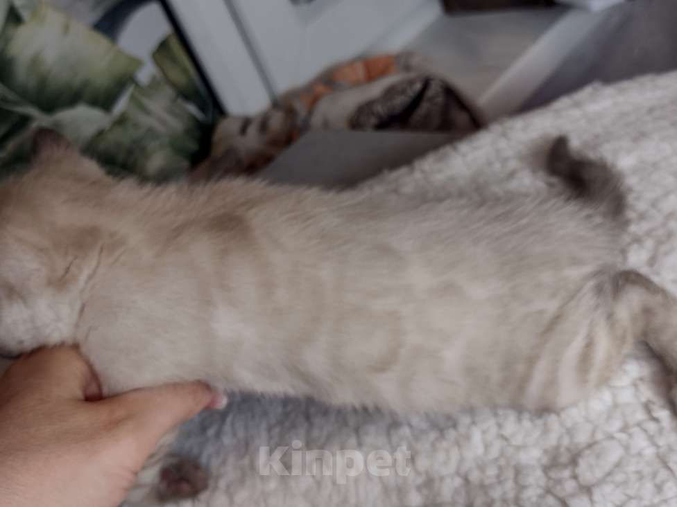 Кошки в Санкт-Петербурге: Девочка Девочка, Бесплатно - фото 2