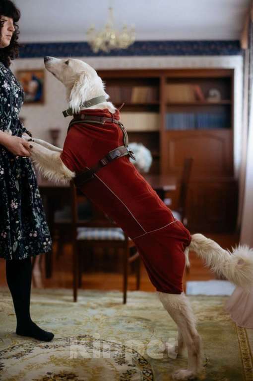 Собаки в Москве: Борзая тазы в дар в добрые руки Мальчик, Бесплатно - фото 3