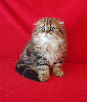 Котик золотой мраморный хайленд
