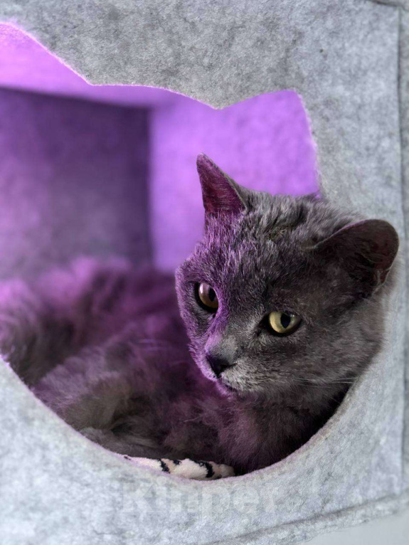 Кошки в Санкт-Петербурге: Чача ждёт семью Девочка, Бесплатно - фото 2