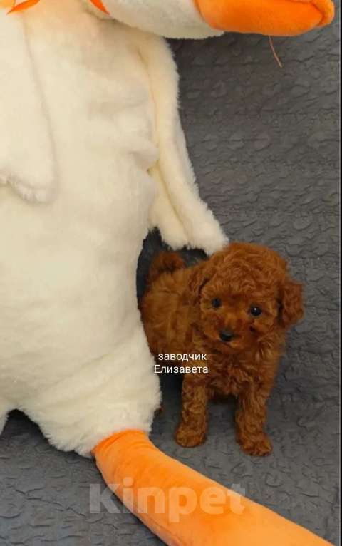 Собаки в Воронеже: Девочка той-пудель Китай РКФ Девочка, 150 000 руб. - фото 2