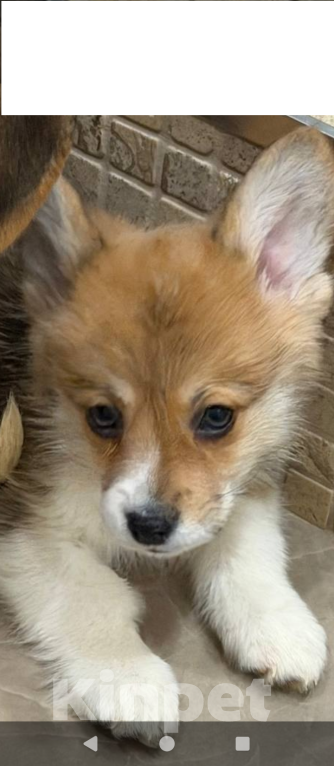 Собаки в Москве: Щенок корги с документами Мальчик, 40 000 руб. - фото 1