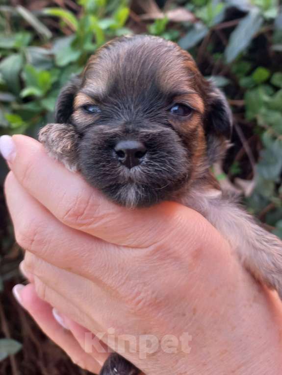 Собаки в Краснодаре: Мальтипу Девочка, Бесплатно - фото 3