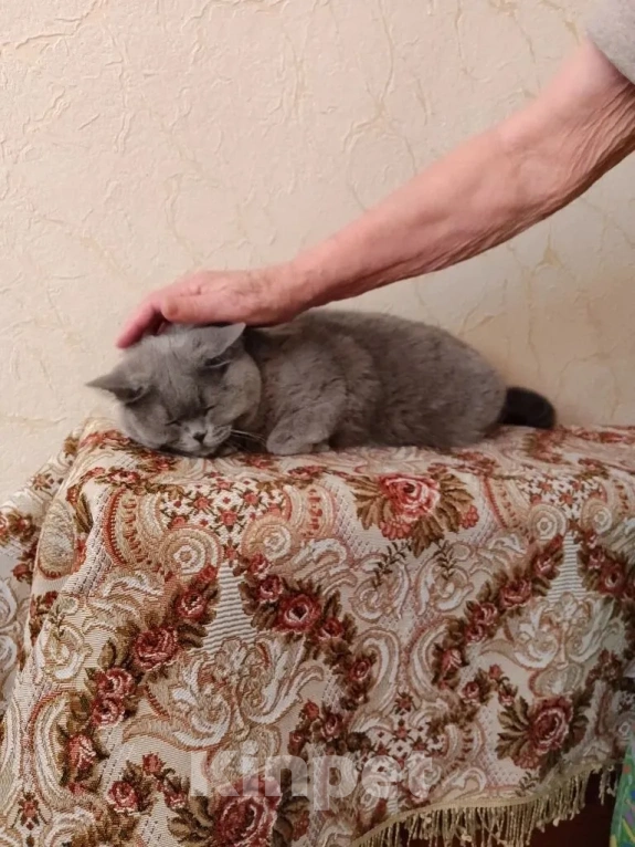 Кошки в Иваново: кошка ищет дом Девочка, Бесплатно - фото 1