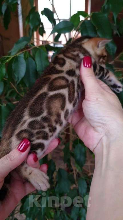 Кошки в Москве: Бенгальский мальчик Мальчик, 80 000 руб. - фото 2