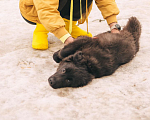 Собаки в Рязани: Баффи - умная малышка Девочка, Бесплатно - фото 1