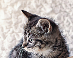 Кошки в Санкт-Петербурге: Котенок Мальчик, Бесплатно - фото 1