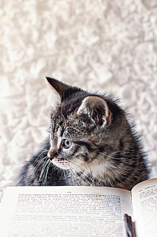 Котенок