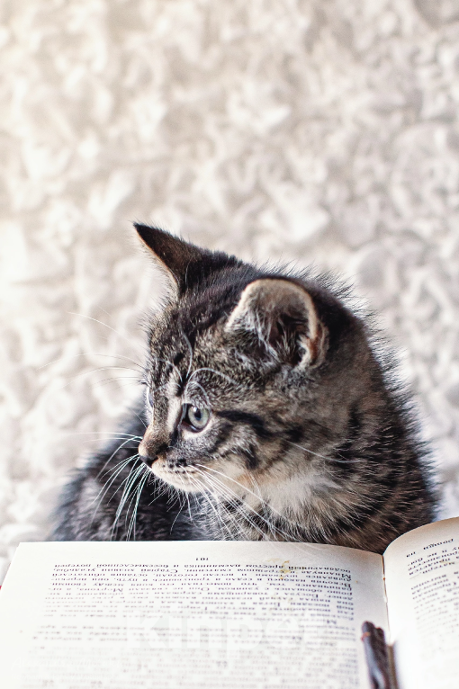 Кошки в Санкт-Петербурге: Котенок Мальчик, Бесплатно - фото 1
